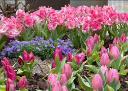 Fruehling In Der Goethe Galerie  Februar 2026 13